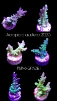 SciReef TWIN A. austera Grade1