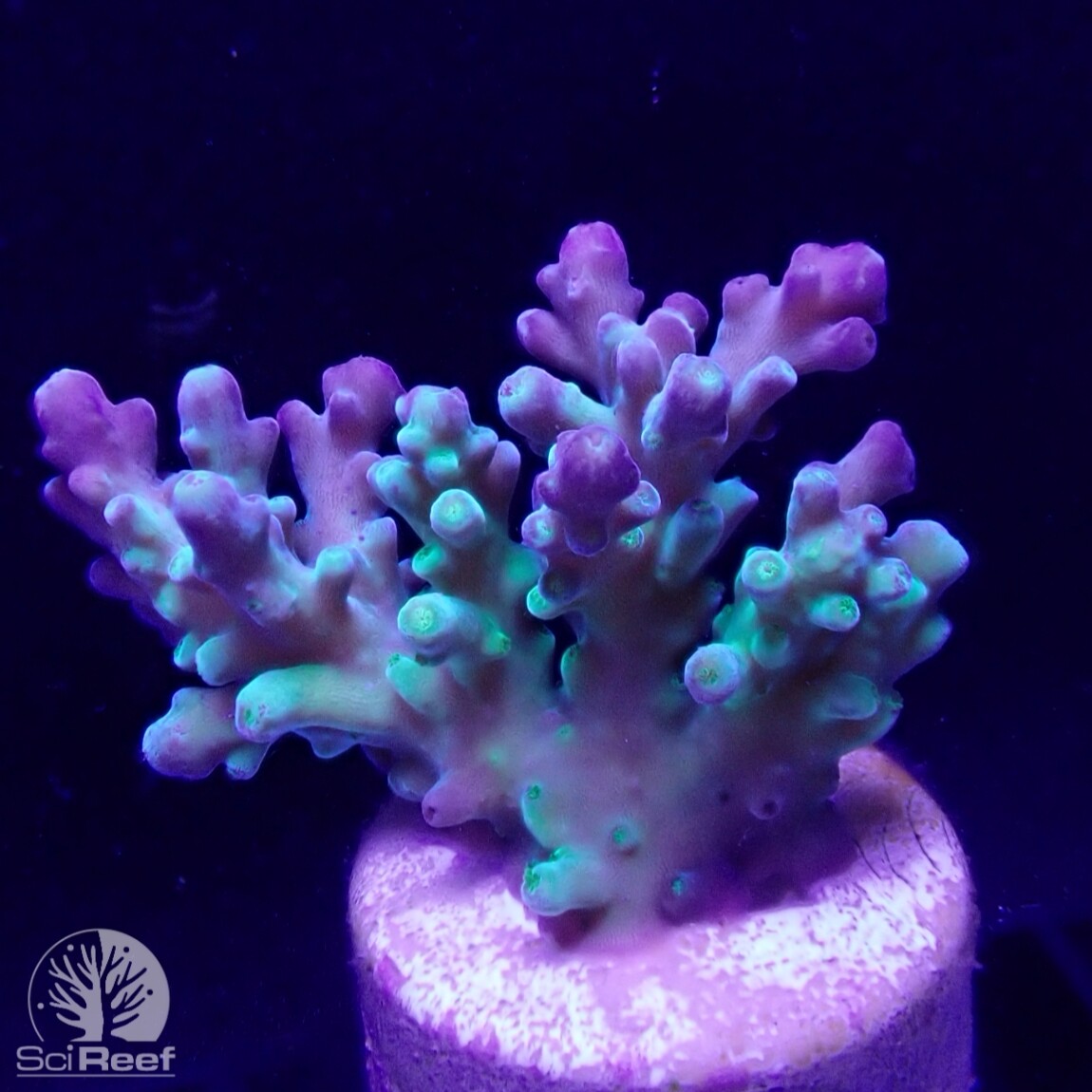 SciReef TWIN A. austera Grade2