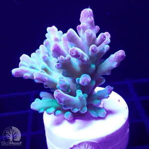 SciReef TWIN A. austera Grade2