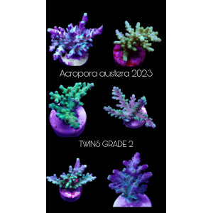 SciReef TWIN A. austera Grade2