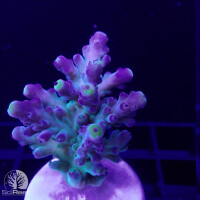 SciReef TWIN A. austera Grade2