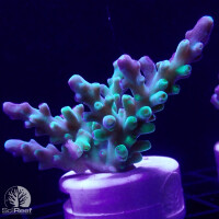 SciReef TWIN A. austera Grade2