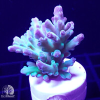SciReef TWIN A. austera Grade2