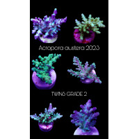 SciReef TWIN A. austera Grade2