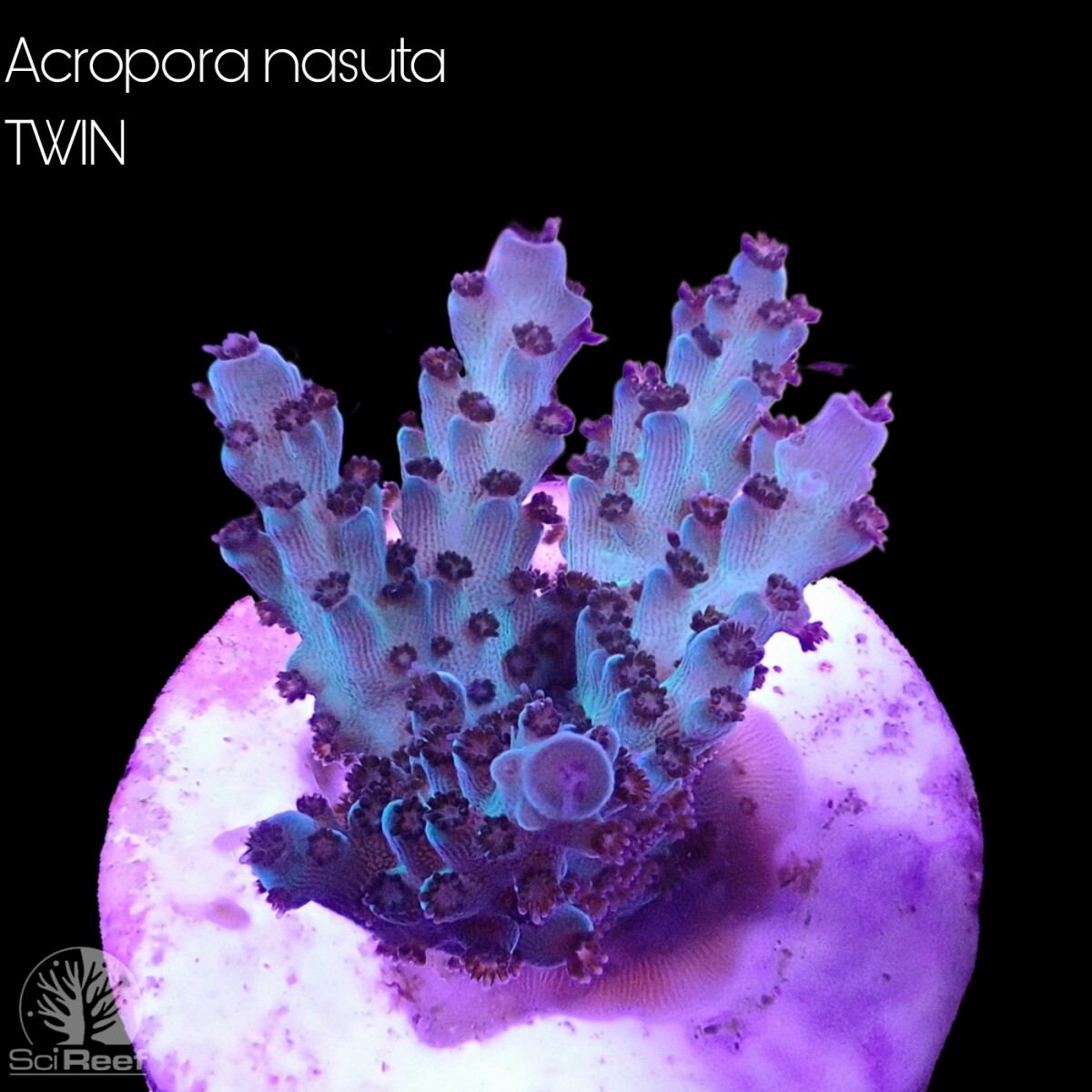 SciReef TWIN A. nasuta