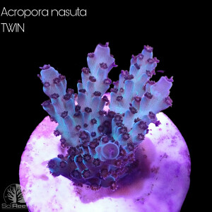 SciReef TWIN A. nasuta