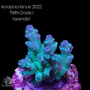 SciReef TWIN A. tenuis Grade 1