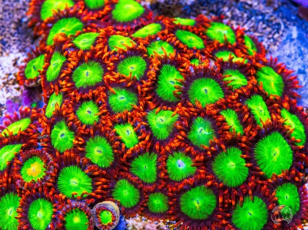 Zoanthus WWC Goblin Fire Frag S-size