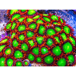 Zoanthus WWC Goblin Fire Frag S-size