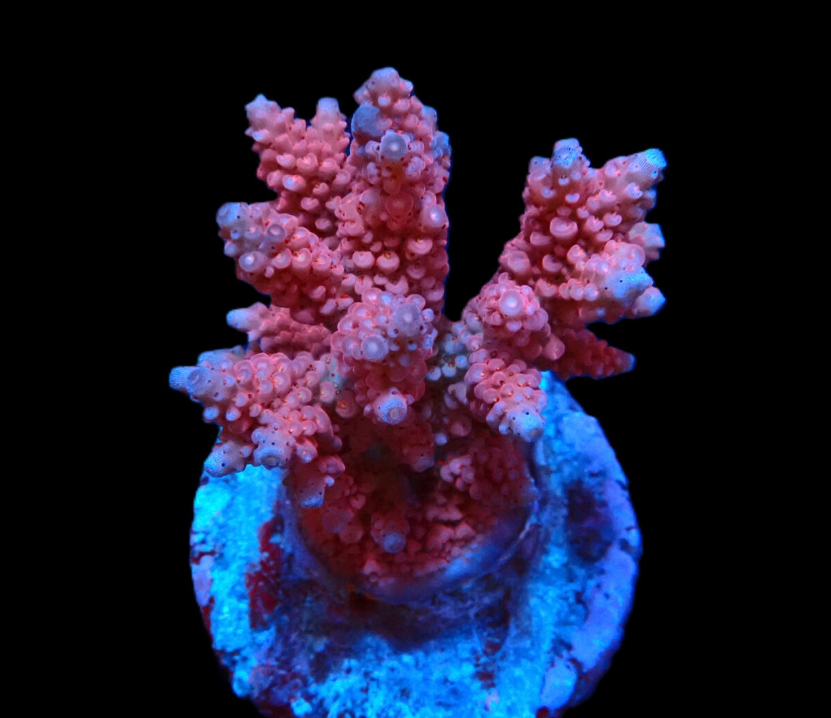 Acropora verweyi (FF Red Robin) (frag)
