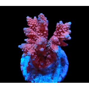 Acropora verweyi (FF Red Robin) (frag)