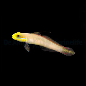 Valenciennea strigata - Goldstirn Schläfergrundel