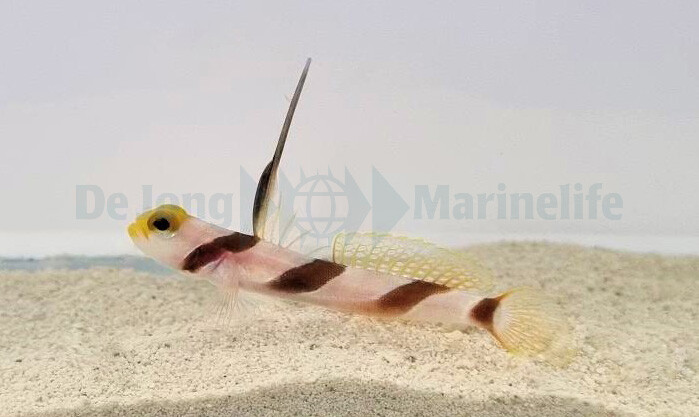 Stonogobiops nematodes - Lanzen-Symbiosegrundel