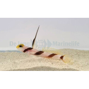 Stonogobiops nematodes - Lanzen-Symbiosegrundel