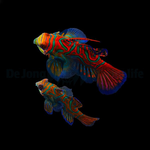 Pterosynchiropus splendidus - Mandarin Leierfisch (Paar)