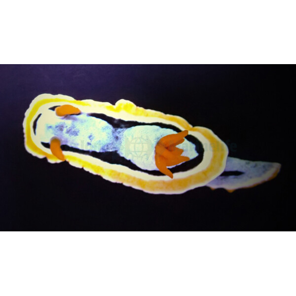 Chromodoris annae - Annas Chromodoris