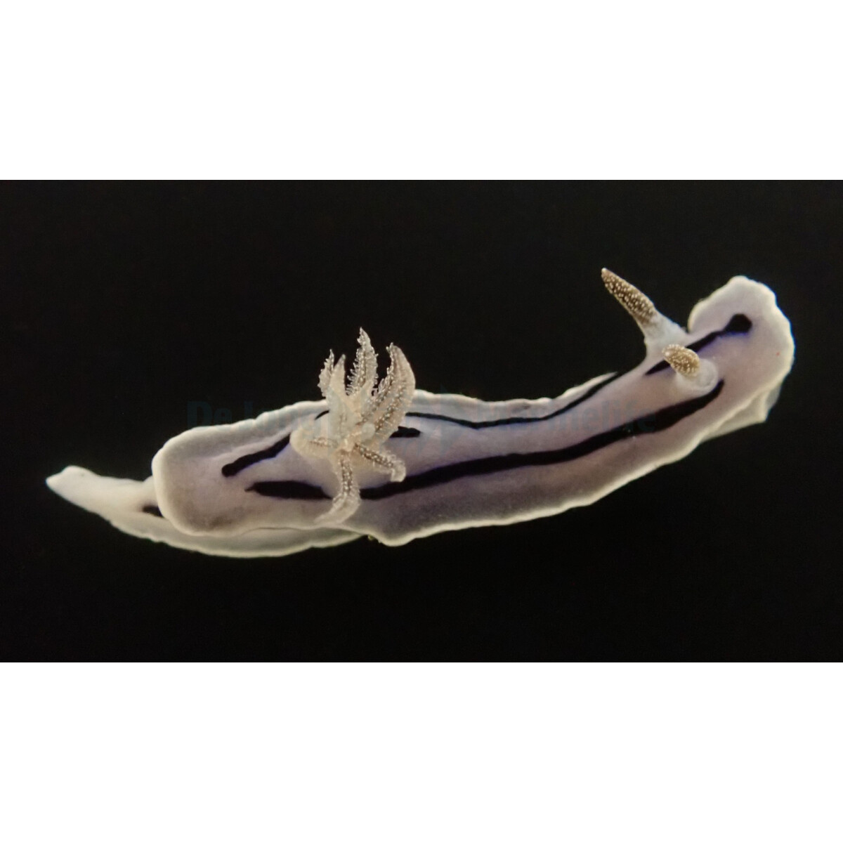 Chromodoris willani - Willans Chromodori box