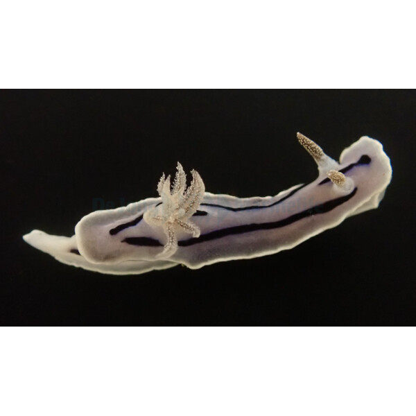 Chromodoris willani - Willans Chromodoris