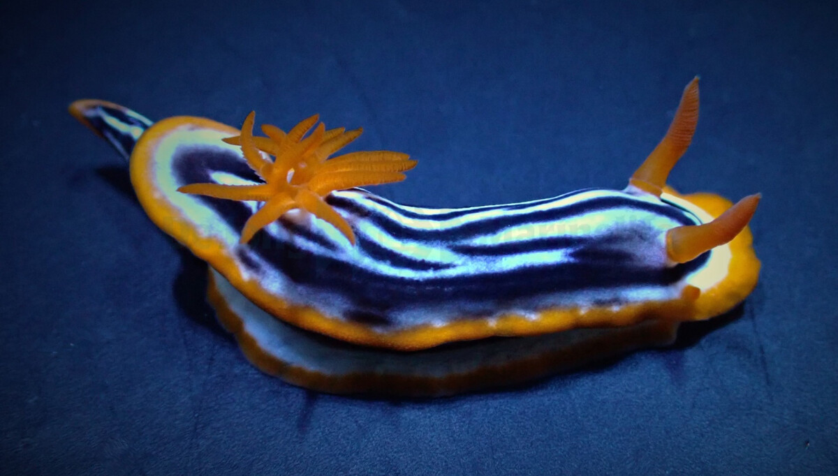 Chromodoris magnifica - Magnificent Chro box