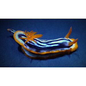 Chromodoris magnifica - Magnificent Chromodoris