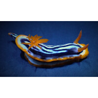 Chromodoris magnifica - Magnificent Chromodoris
