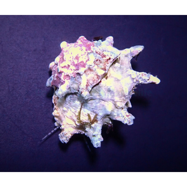 Astralium calcar  - Sternschnecke