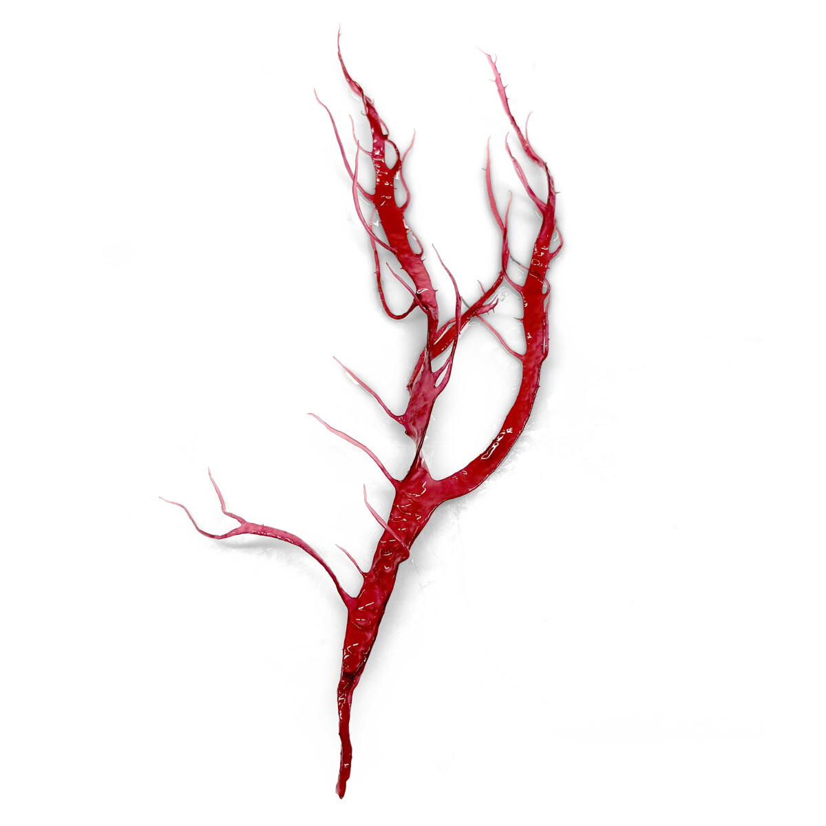 Halymenia durvillei - Dragon’s Breath