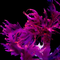 Halymenia durvillei - Dragon’s Breath