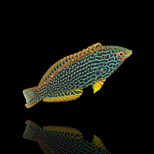 Macropharyngodon meleagris - Leoparden Junker