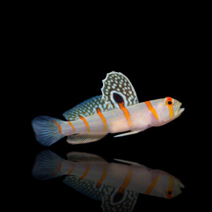 Amblyeleotris Randalli - Randall´s Partnergrundel