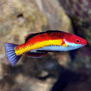 Cirrhilabrus naokoae - Haiflossen Zwerglippfisch