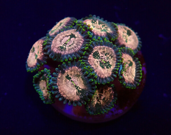 Zoanthus spp. (Hawaiian People Eater) (frag)