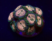 Zoanthus spp. (Hawaiian People Eater) (frag)