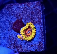 Zoanthus spp. (Grand Master Krakatoa) (frag)