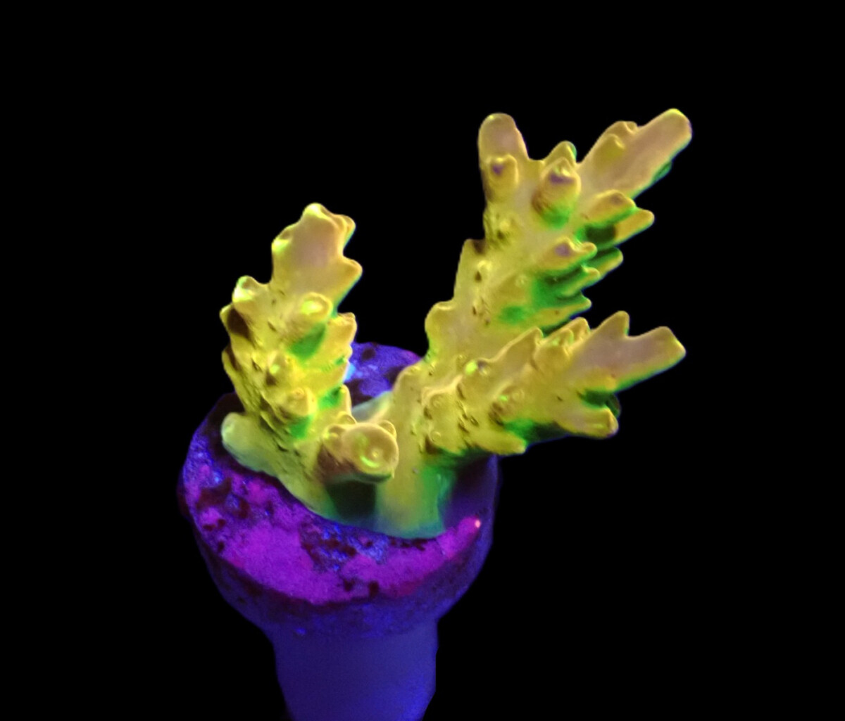 Acropora loripes (Golden Jawdropper)