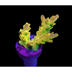 Acropora loripes (Golden Jawdropper)