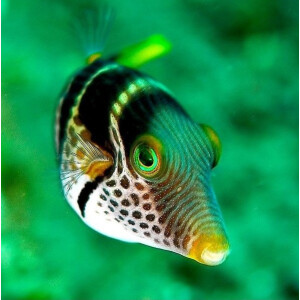 Canthigaster Valentini - Sattel Spitzkopfkugelfisch