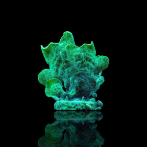 Pavona Cactus sp.