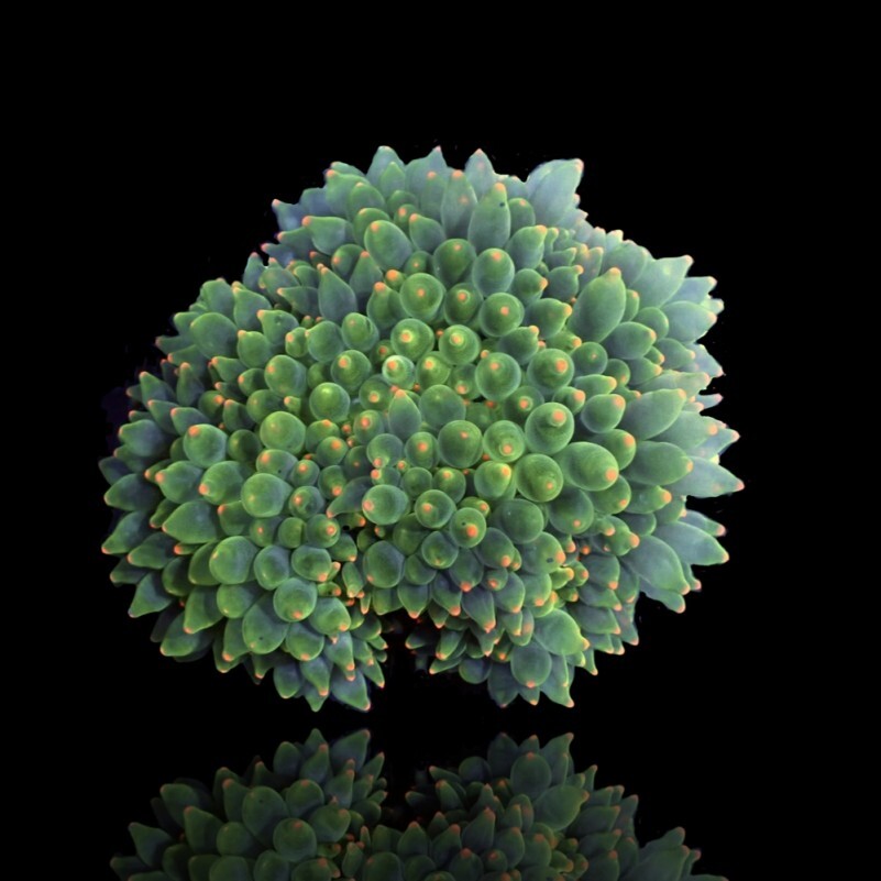 Entacmaea Quadricolor - Blasenanemone Neongreen