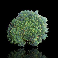 Entacmaea Quadricolor - Blasenanemone Neongreen