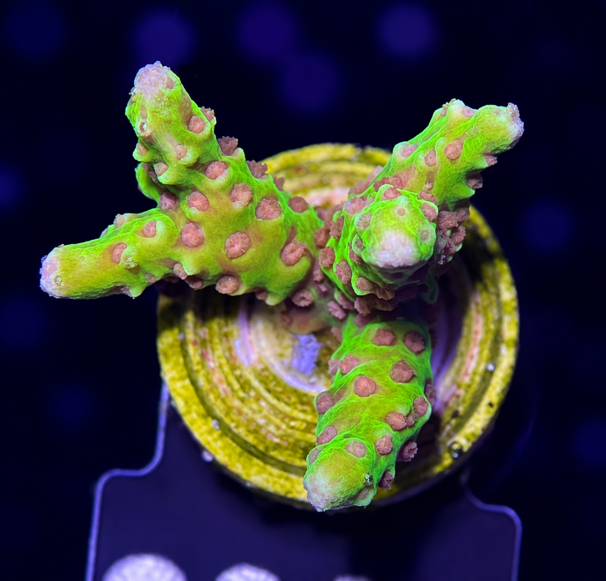 Anacropora spp. (Golden Rod) (frag) box