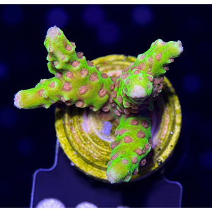 Anacropora spp. (Golden Rod) (frag)