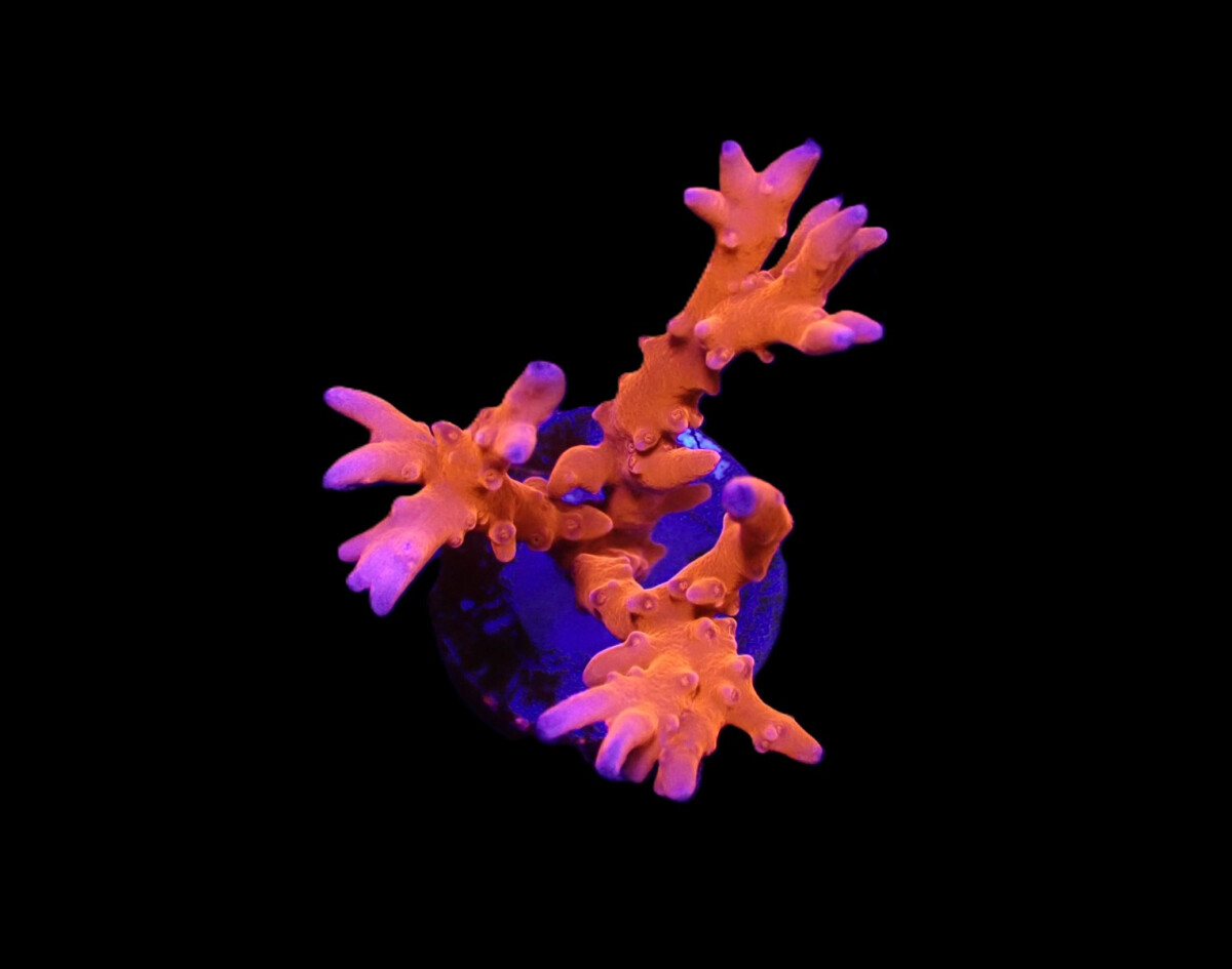 Anacropora spp. (TNT) (frag) box