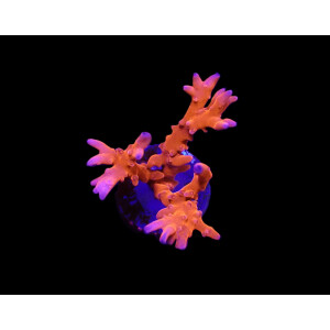 Anacropora spp. (TNT) (frag)