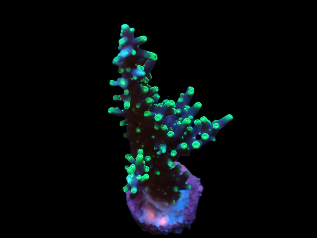 Acropora carduus - Pacman ( frag )
