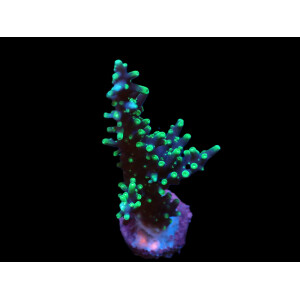 Acropora carduus - Pacman ( frag )