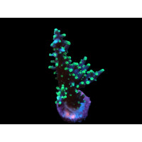 Acropora carduus - Pacman ( frag )