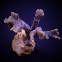 Montipora Digitata Purple ( frag )
