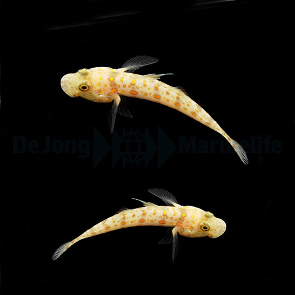 Valenciennea puellaris - Maiden Schläfergrundel ( Pair 