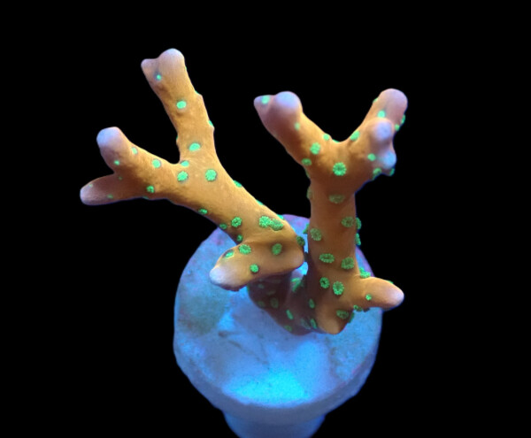 Anacropora forbesi  - Tropicana